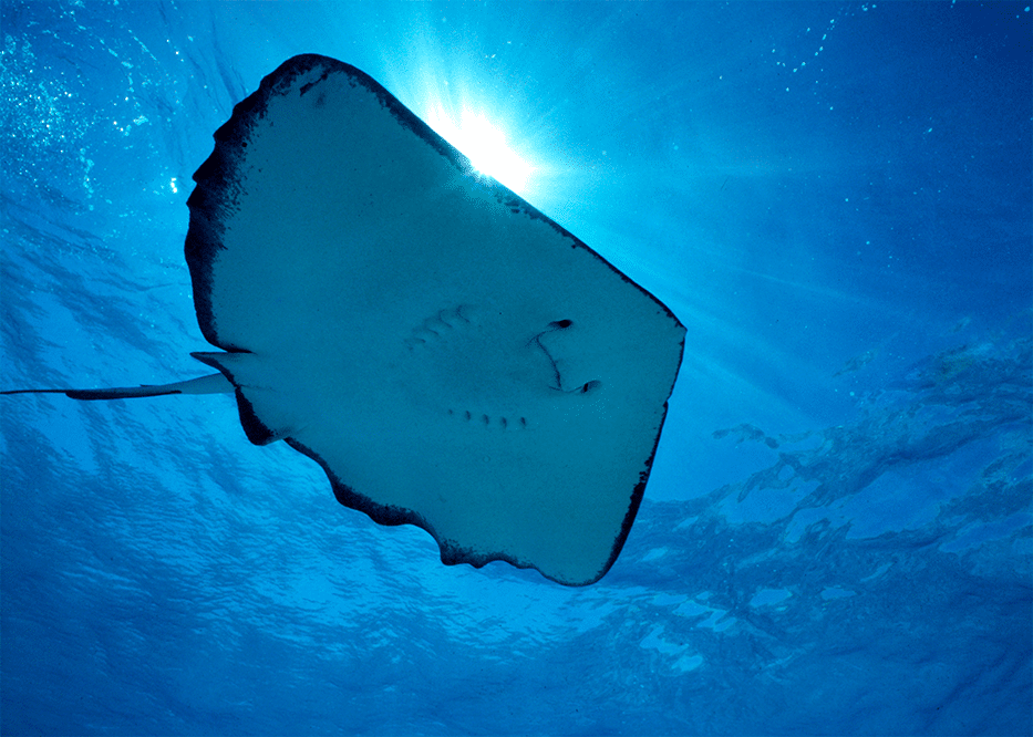 Aquatic shot of Stingray from below at Stingray City, Grand Cayman.