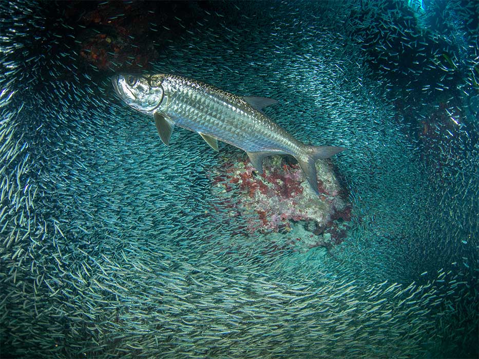 A school of fish swimming in the Caribbean Sea.