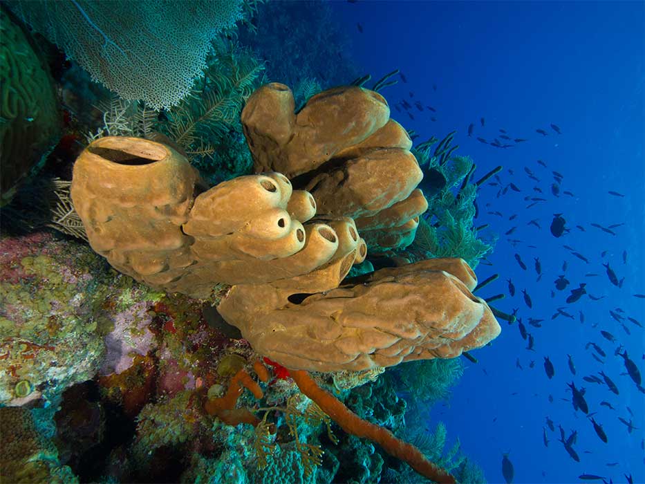 Sponges and corals attached to a rock under the Caribbean Sea.