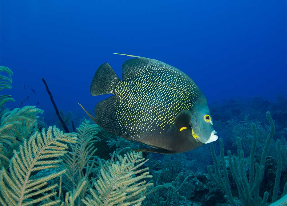 Angelfish swimming past sea grass in the Caribbean Sea.