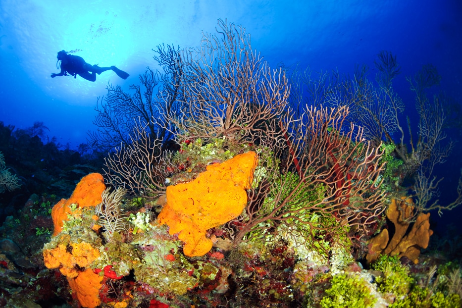 Scuba Diver over Coral Reef, Grand Cayman,