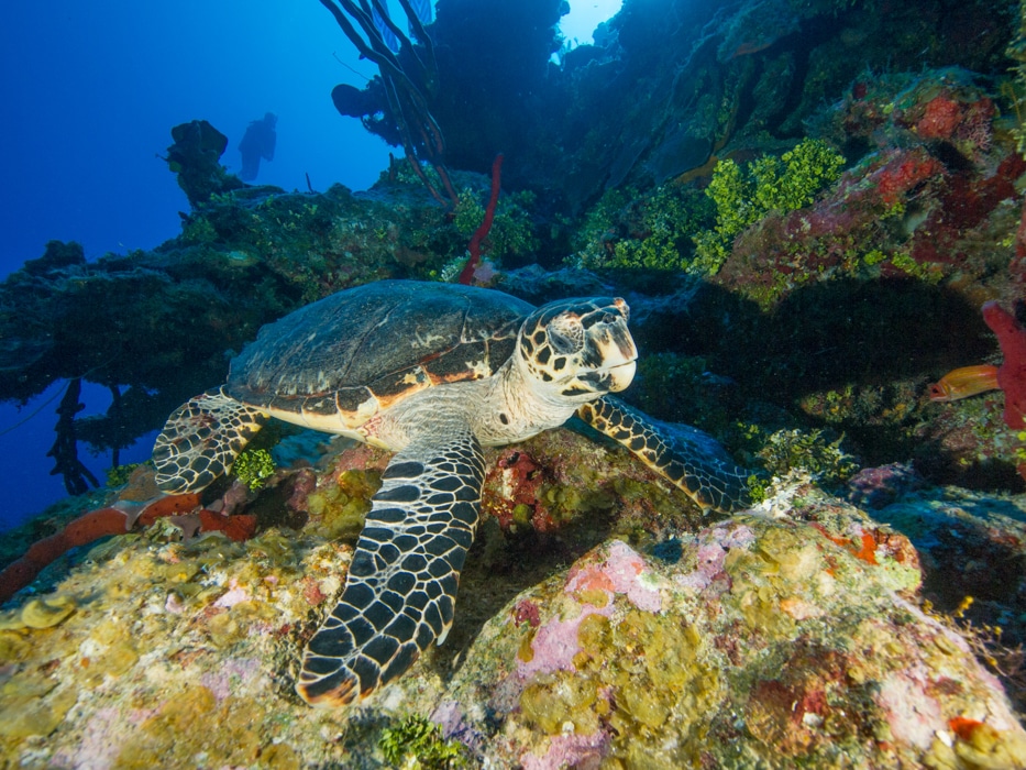Turtle swimming over the reef in Grand Cayman