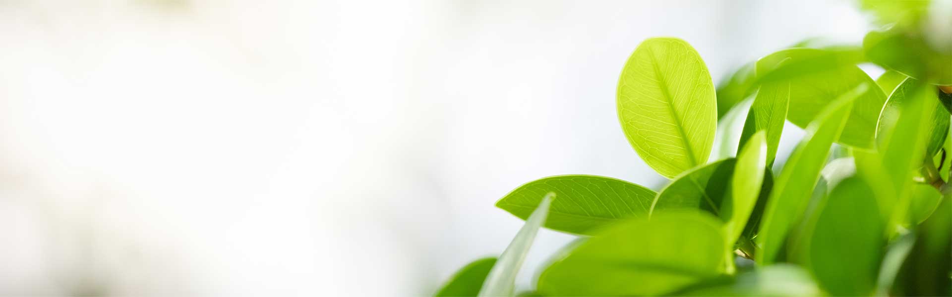 Close up of green plant to represent green living in the Cayman Islands