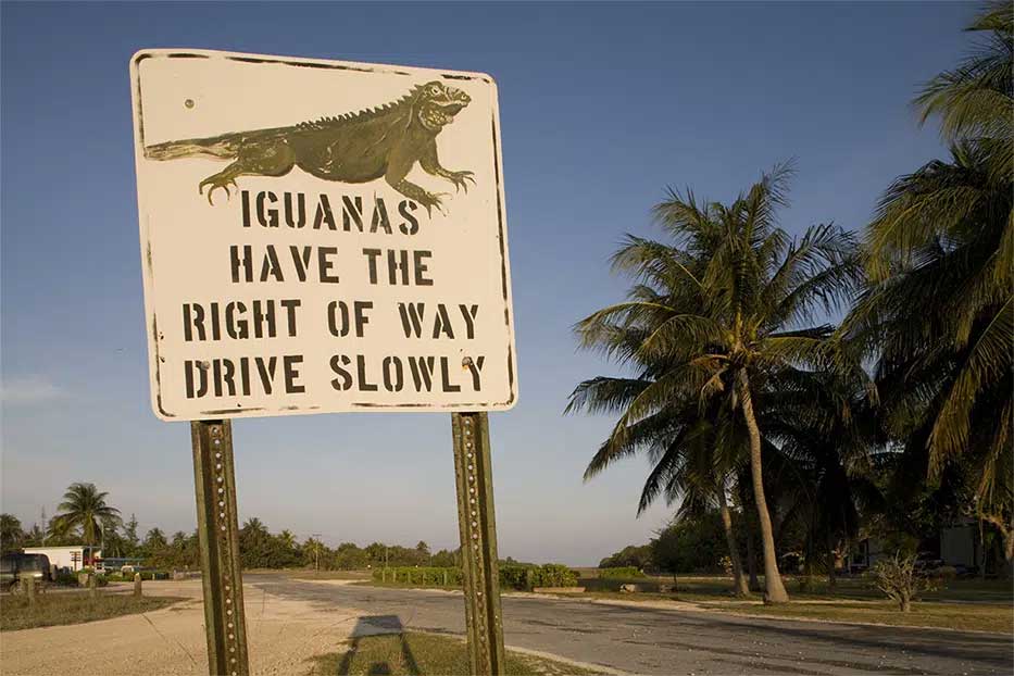 Iguanas have the right of way road sign in Little Cayman