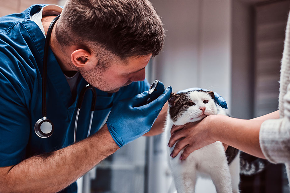Veterinarian student examining a cat