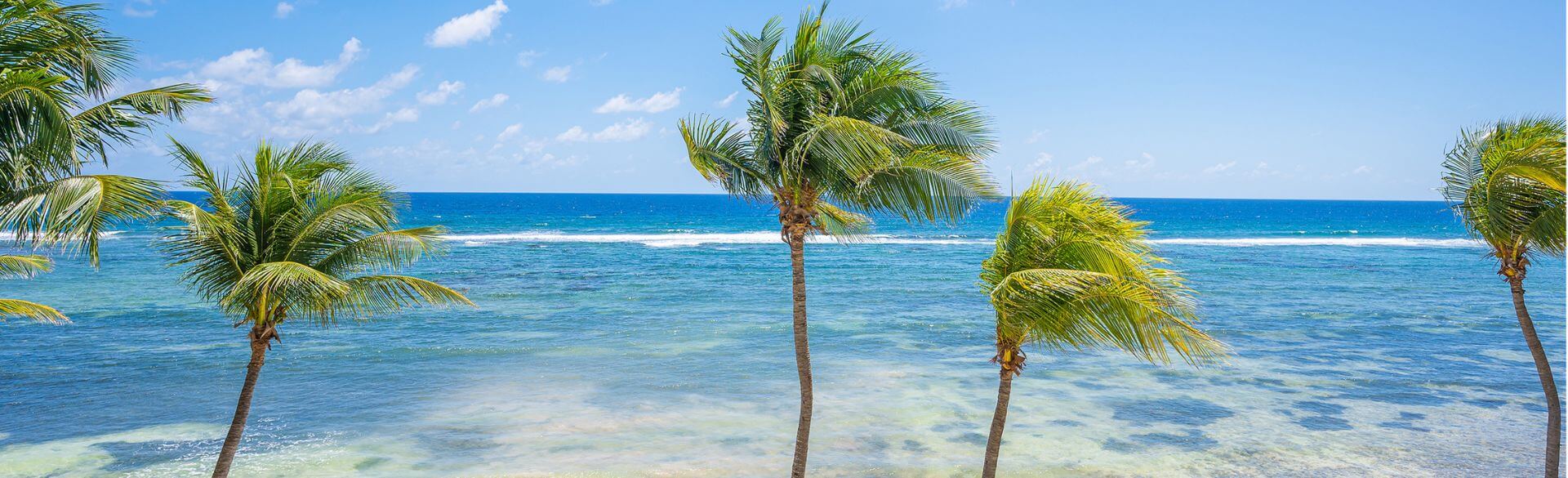Palm Trees on the beach